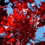 a tree with red leaves against a blue sky