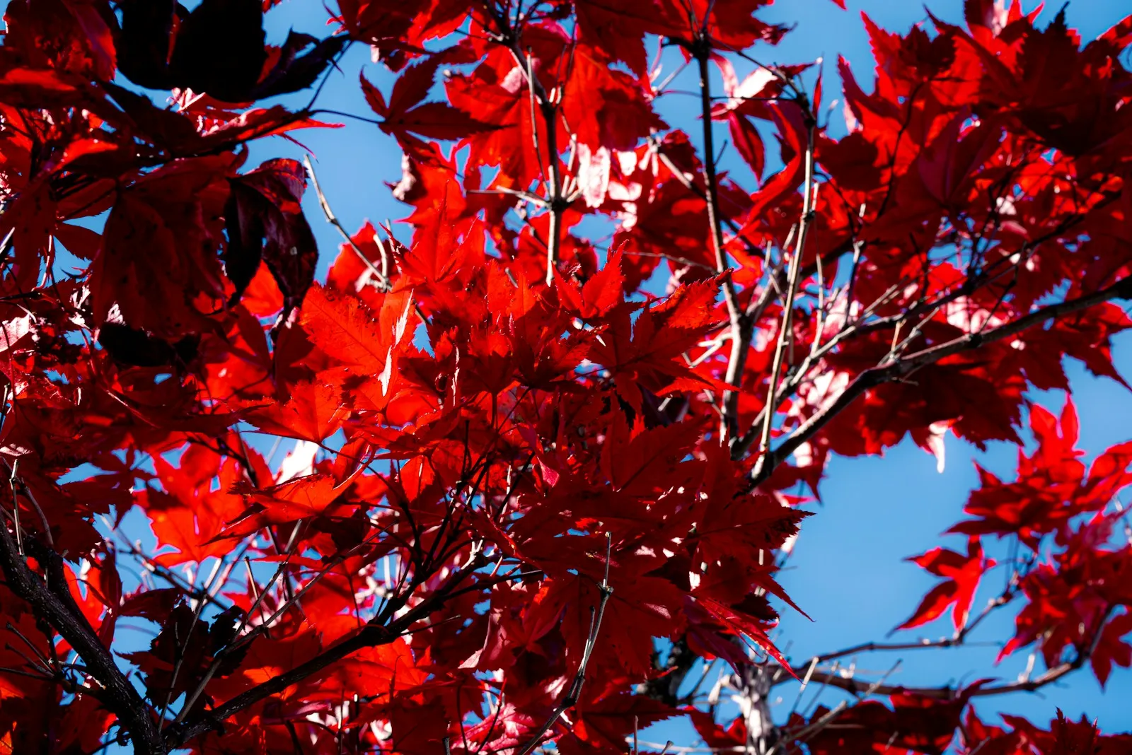 a tree with red leaves against a blue sky